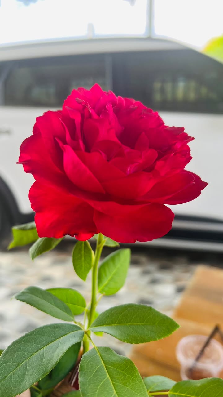 Nhà Vườn 240m² Mặt Tiền Nhựa Hàm Liêm - Chỉ 1.4 Tỷ, Sẵn Ở Ngay!