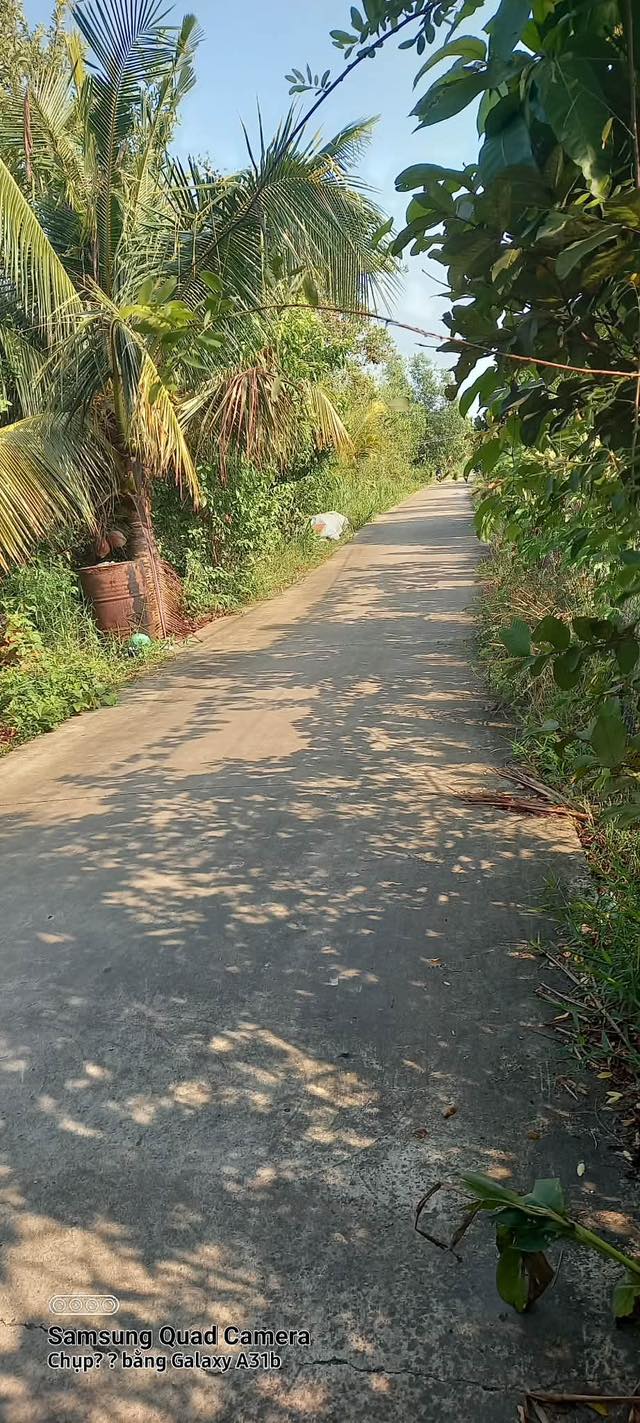 Bán Gấp Đất Vườn 1000m² Mỹ Hạnh Đông, Cai Lậy - Sổ Đỏ Sẵn Sàng