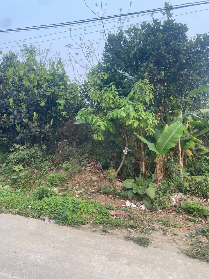 Đất nền Thường Thắng Hiệp Hòa 700m² 3 tỷ - Sổ đỏ chính chủ