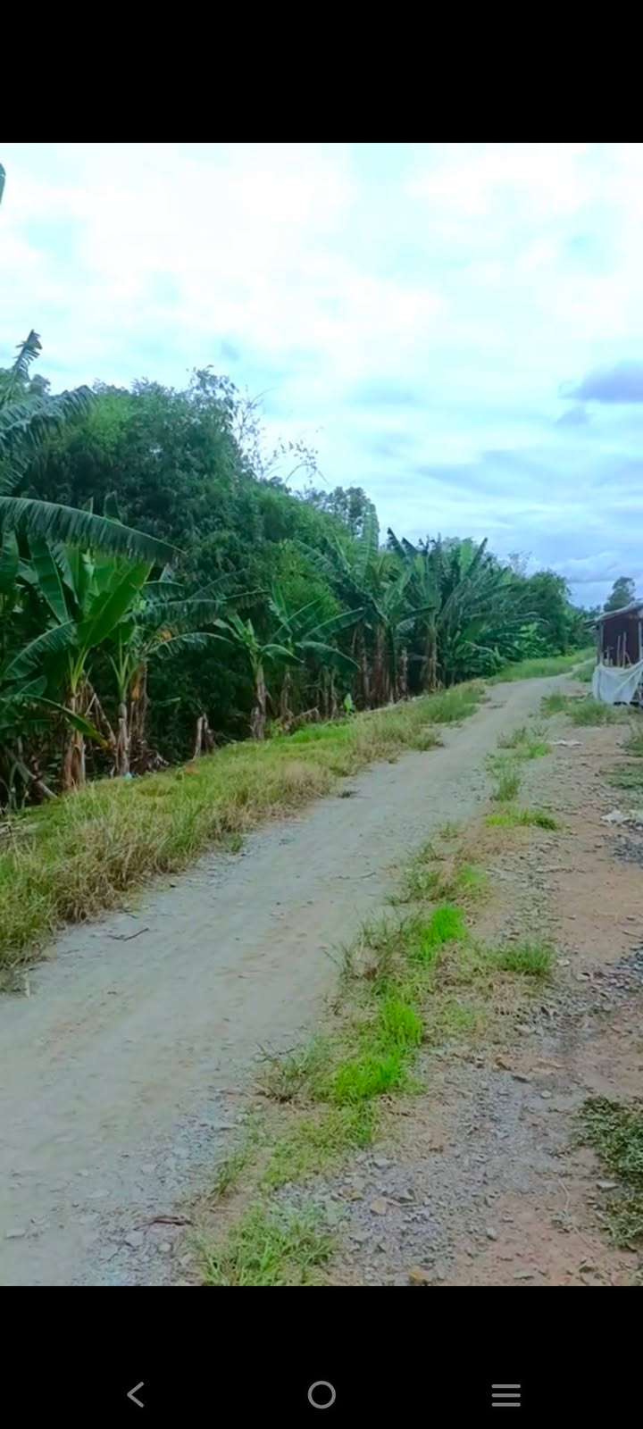 Farm Bình Thành 55 công 230m mặt tiền 9.35 tỷ - Sổ đỏ chính chủ