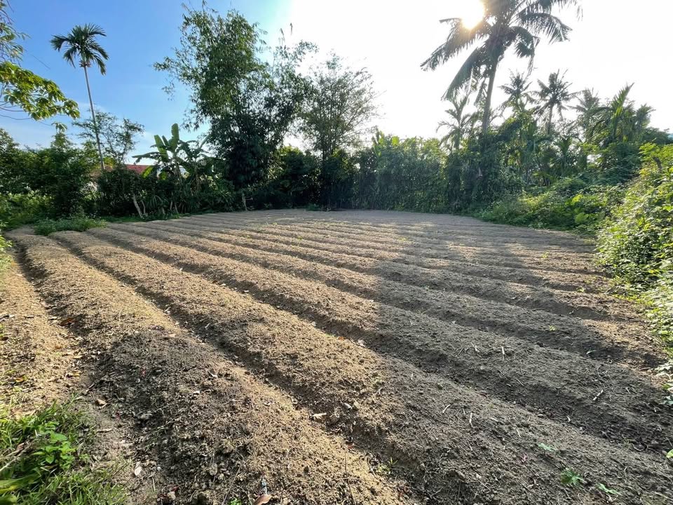 Đất nền Đức Phú 434m² 3xx triệu - Sổ đỏ chính chủ