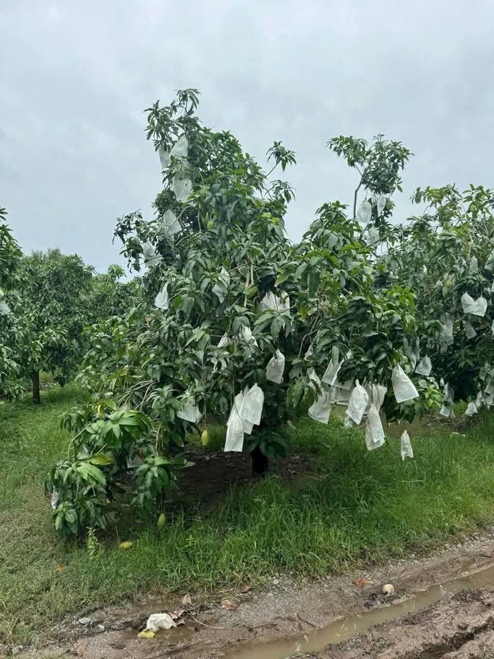 Đất vườn Vĩnh Hòa 4.000m² giá 840 triệu - Sổ đỏ chính chủ