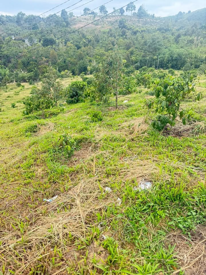 Bán gấp 10.000m² đất Lộc Bắc, Bảo Lâm - Sổ đỏ chính chủ 2 tỷ