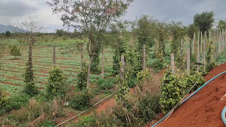 Đất Vườn 6ha Gia Lai - Trồng Sầu Riêng, Cafe - Sẵn Sàng Đầu Tư