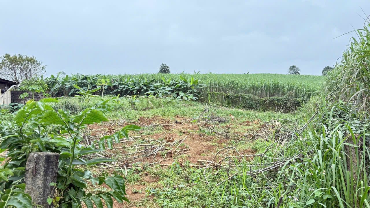 Đất nền Xóm Mạc Tây Phong 545m² giá 899 triệu - Sổ đỏ chính chủ