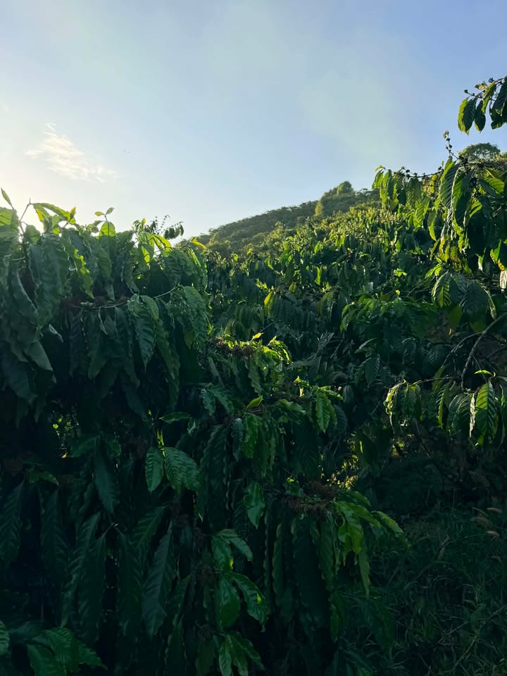 Đất vườn Liêng Srônh 1ha 1,15 tỷ - Sinh thái xanh