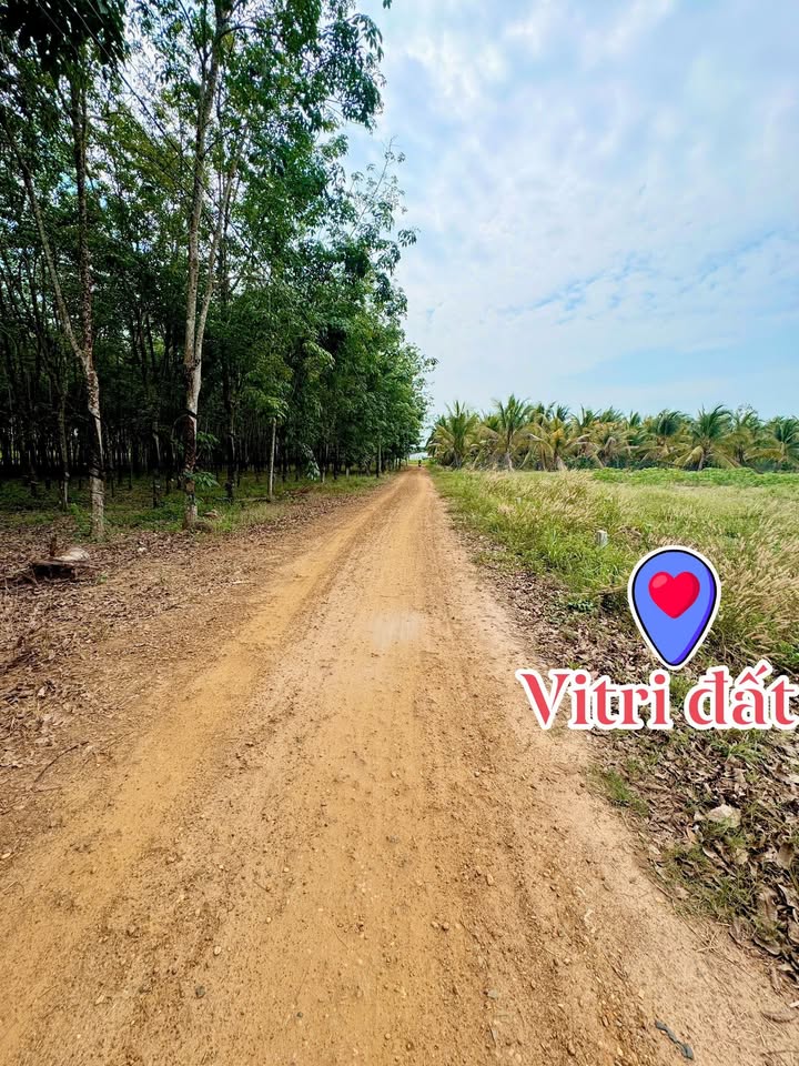 Đất Vườn Tân Hội, Tây Ninh - 1149m² Sổ Hồng, Giá 290 Triệu