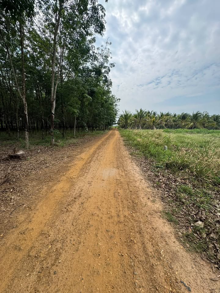 Đất Vườn 1149m² Sổ Đỏ 100m² Thổ Cư - Giá Sốc 290 Triệu Tại Tân Hội, Tây Ninh