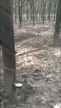 Bán Đất Vườn Cao Su 13ha Xã Suối Ngô, Tây Ninh - Giá Đầu Tư 23.4 Tỷ