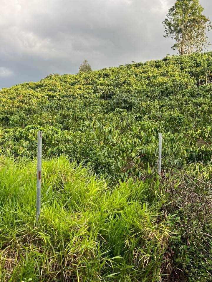 Đất nền Bảo Lâm 1980m² - Sổ hồng sẵn, giá 2.8 tỷ