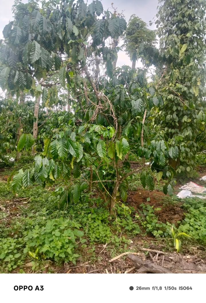 Bán Đất Vườn 10000m² Bảo Lộc - Triền Bằng, Có Chòi, Ao - Giá 2.8 Tỷ