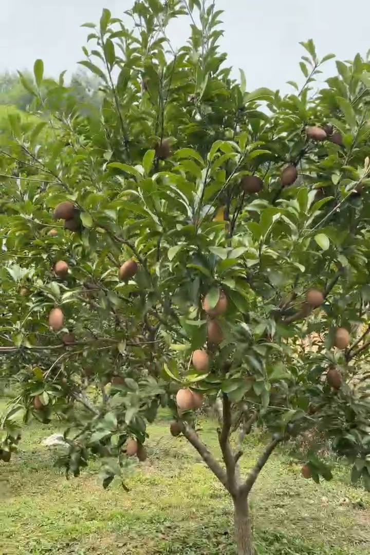 Bán Đất Vườn 2900m² Tuyên Quang - Kinh Doanh Hồng Xiêm, Sổ Đỏ Sẵn Sàng