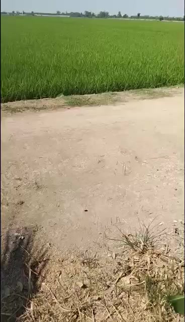 Đất Mỹ Hòa Tháp Mười 53600m² 9.112 tỷ - Sổ hồng chính chủ