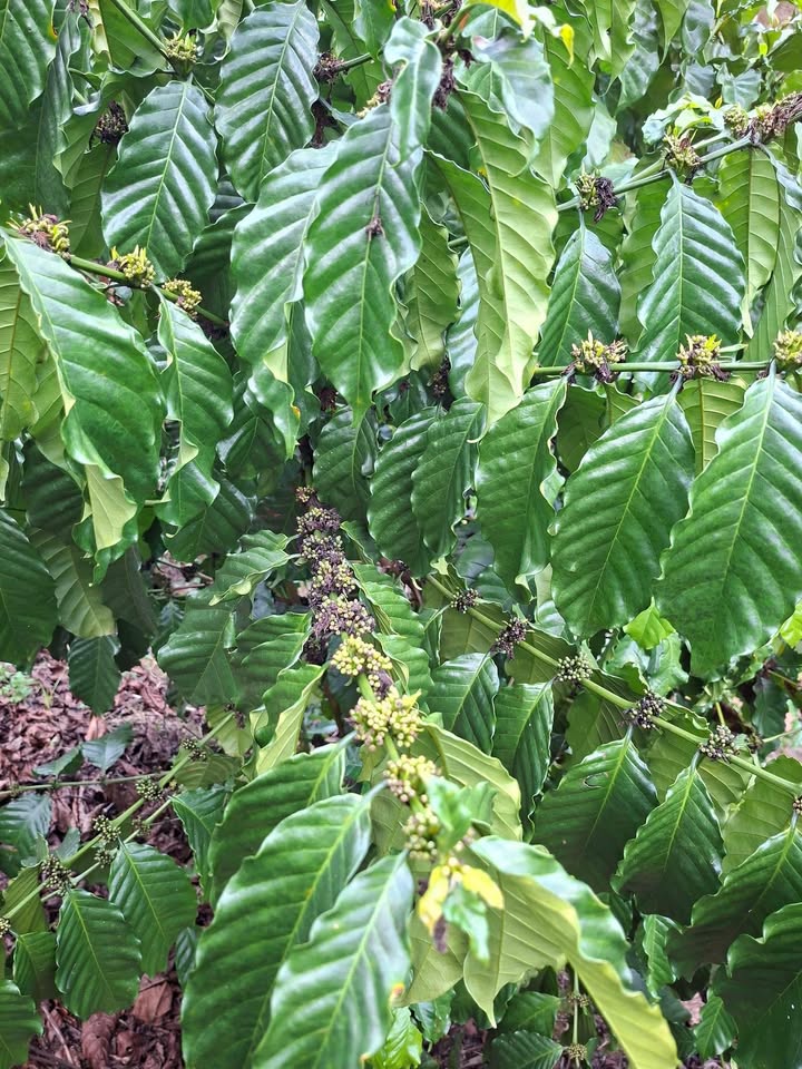 Đất vườn Liêng Srônh Đam Rông 1.2ha 979 triệu - Đầu tư dài hạn