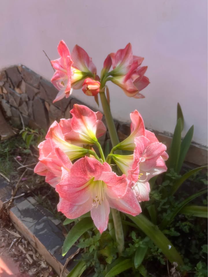 Biệt Thự 2MT Đà Lạt 745m² - Kinh Doanh & Nghỉ Dưỡng Sang Trọng