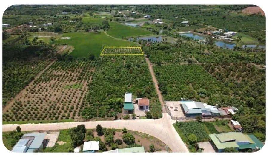 Bán đất farm Ea Kmut, Đắk Lắk - 720m² cafe đang thu, giá 850 triệu