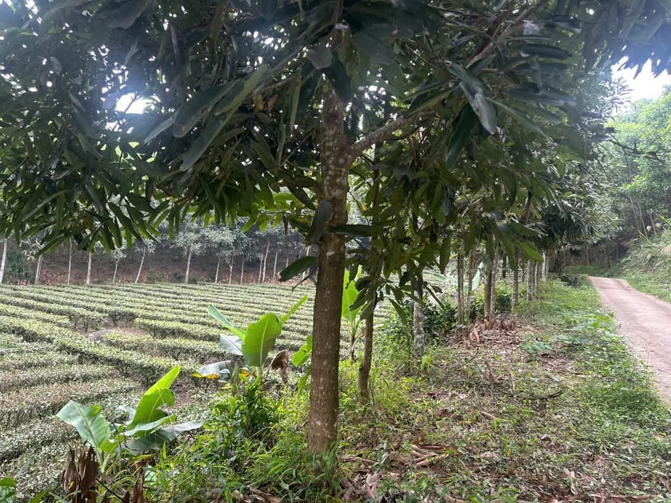 Bán Gấp Đất Vườn Thái Nguyên Hơn 3500m² - Giá Tốt Đầu Tư