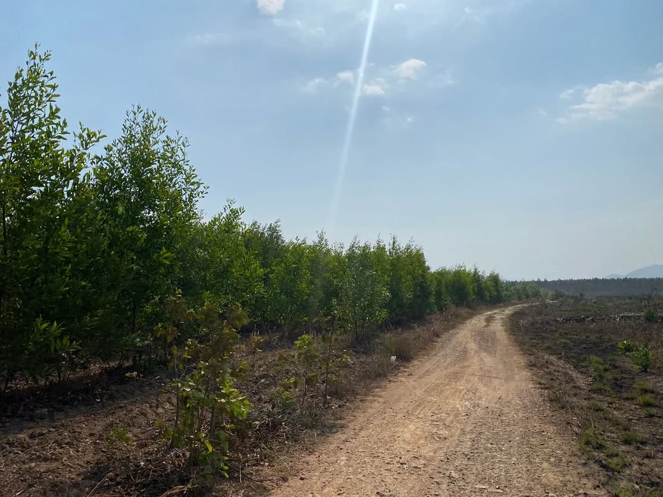 Bán Gấp 17ha Đất Trồng Tràm 2 Năm Tuổi Tại La Gi, Bình Thuận - Giá Tốt