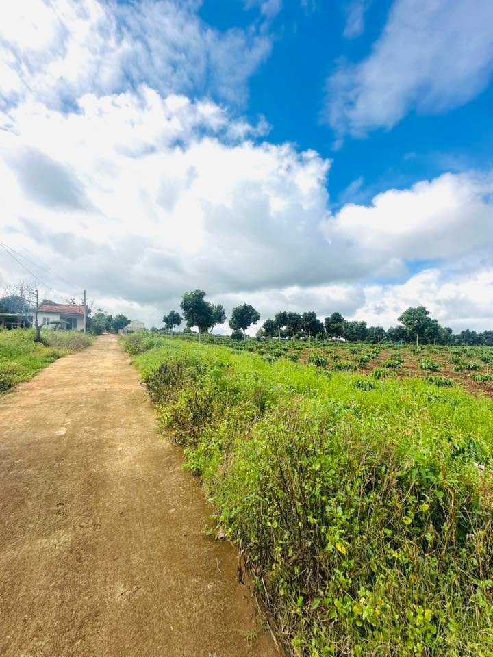 Đất Nam Ban Lâm Hà 166m² 699 triệu - Sổ đỏ chính chủ