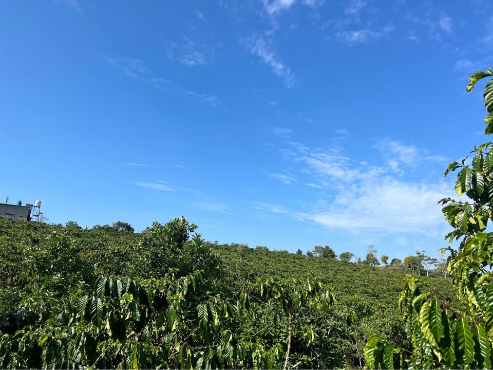 Bán Đất Nền 1548m² Mặt Đường Bê Tông Xã Lộc Ngãi, Bảo Lâm - Giá 2.66 Tỷ