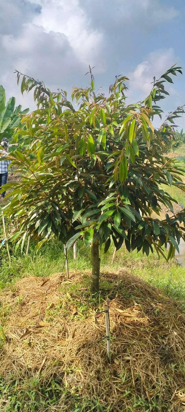 Đất vườn Mỹ An Tháp Mười 5000m² 1.8 tỷ - Đầu tư dài hạn