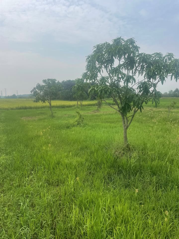 Đất nền Củ Chi Nhuận Đức 2000m² 3 tỷ - Sổ đỏ chính chủ