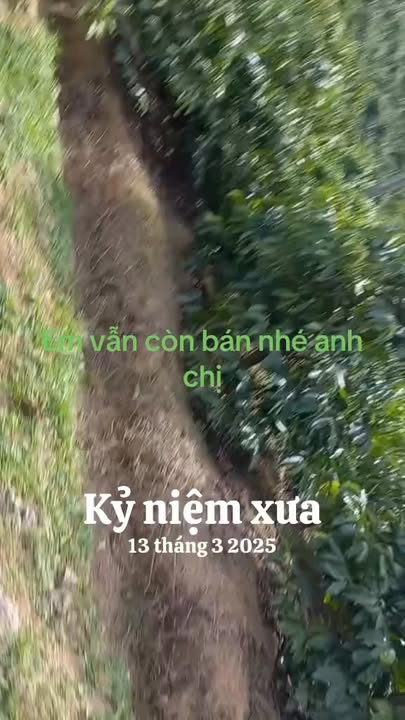 Đất Nền Đà Lạt 1000m² - Sổ Thổ Cư, Tiềm Năng Đầu Tư Vượt Trội