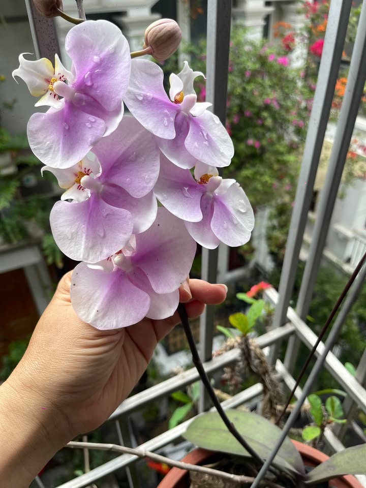 Đất Vàng Mặt Ngõ 80m² Vĩnh Hưng, Hoàng Mai - Tiềm Năng Sinh Lời Vượt Trội