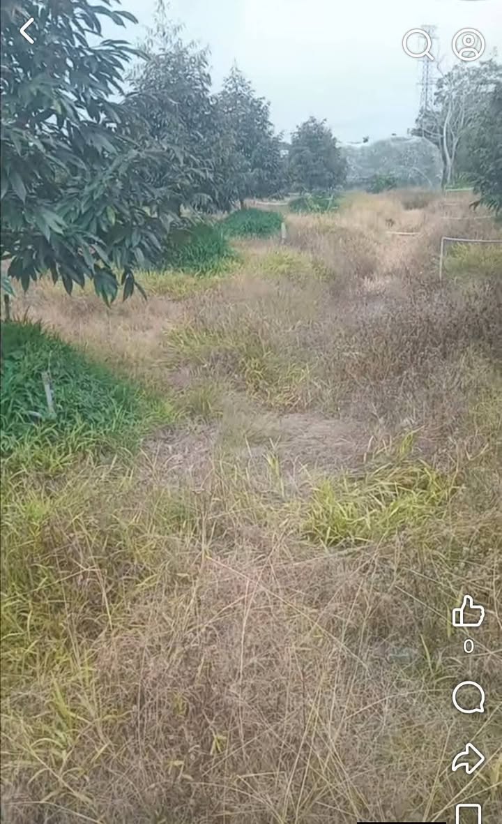 Đất nền Mỹ Đức Tây 2.300m² 1,5 tỷ - Sổ đỏ chính chủ