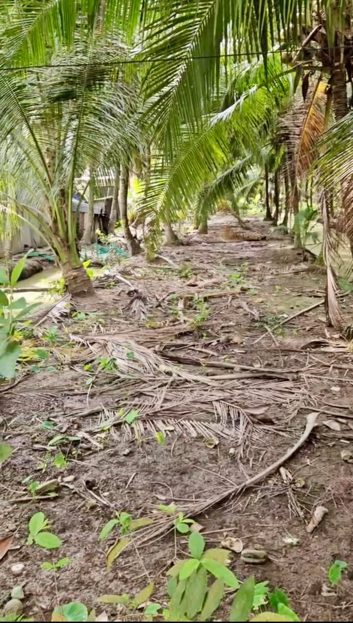 Đất Vườn Dừa Bến Tre 1348m² - Sổ Đỏ Sẵn Sàng - Giá Đầu Tư 1 Tỷ