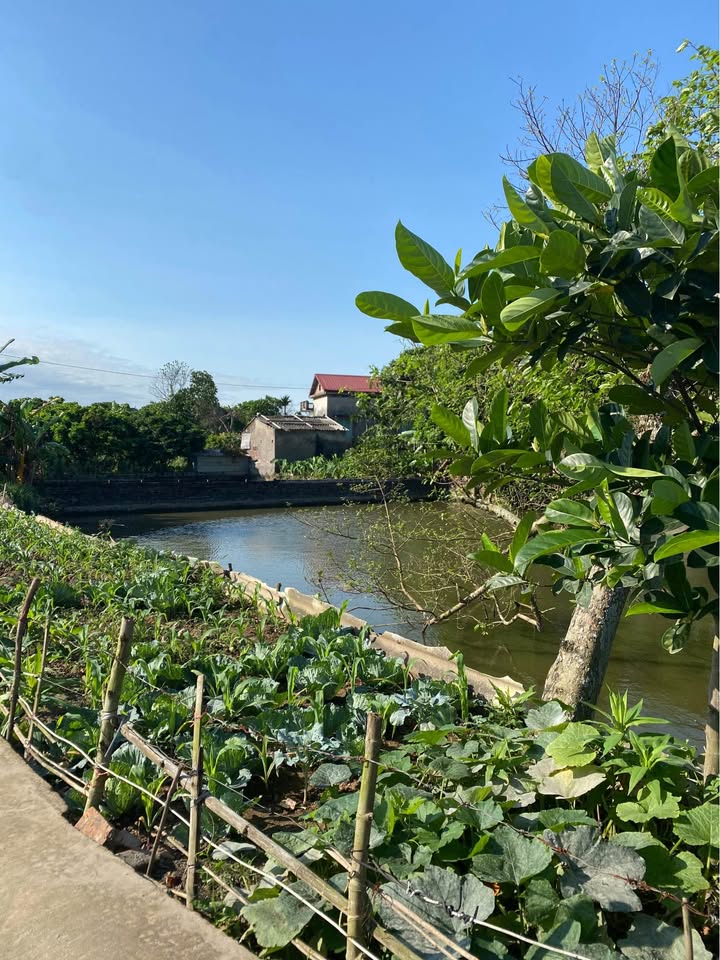 Đất Tân Hòa 1000m² 600-699 triệu - Sổ đỏ chính chủ