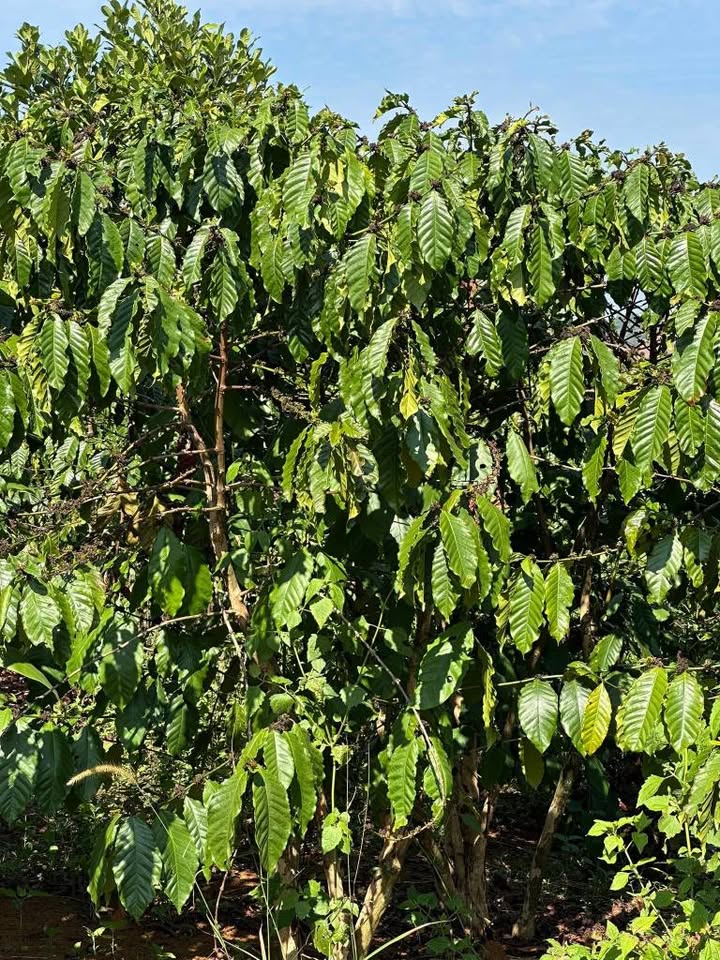 Bán Gấp Farm 2.3ha Xã Lộc Phú, Bảo Lâm - Sẵn Sổ Đỏ, Giá 6.8 Tỷ