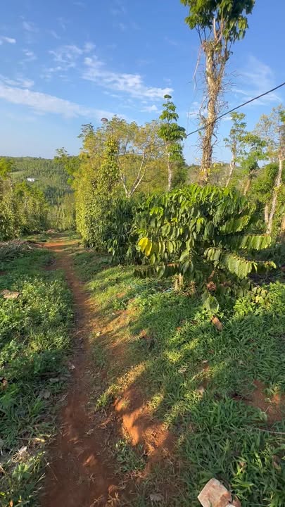 Đất vườn Đắk Hòa Đắk Song 3,4ha giá 4,5 tỷ - Nghỉ dưỡng lý tưởng