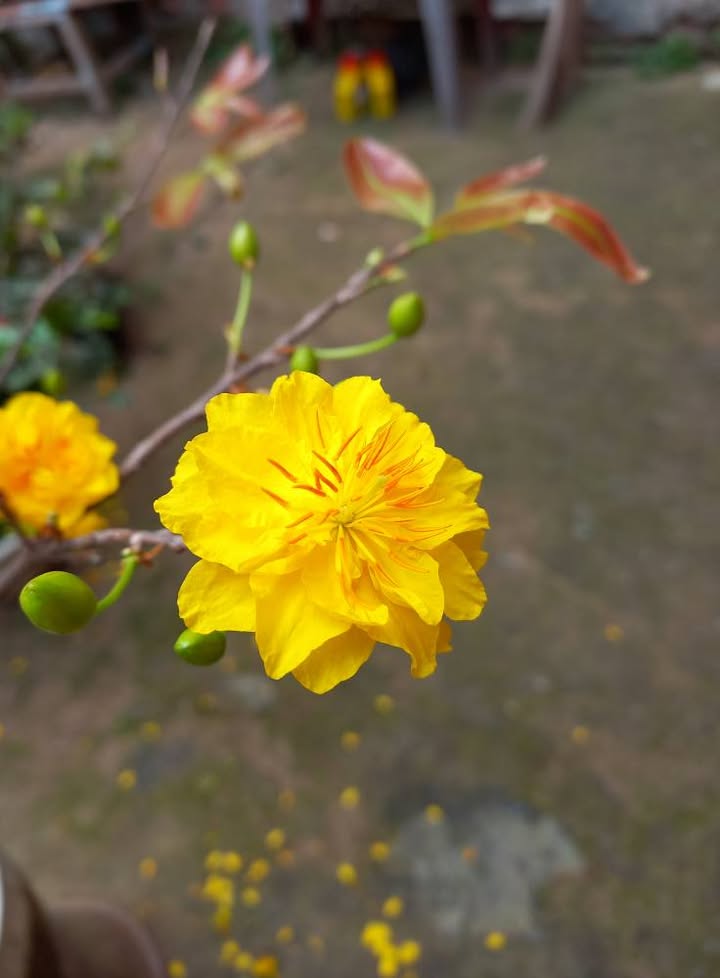 Bán đất nền biệt thự 500m² Phường Phú Tân, Bến Tre - Giá 1.25 tỷ