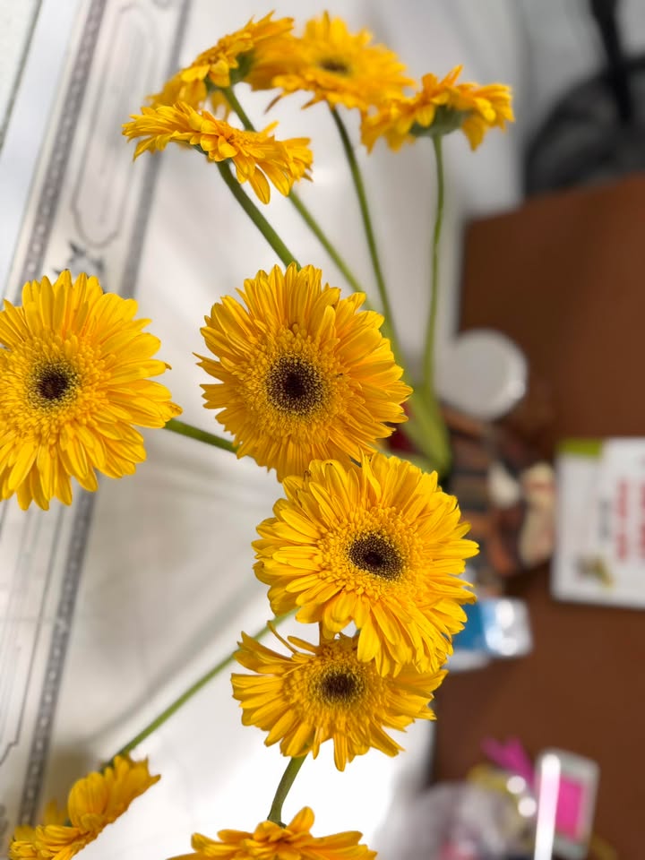 Cho thuê đất 13.5m mặt đường nhựa, Phong Điền, TT Huế - Đa mục đích