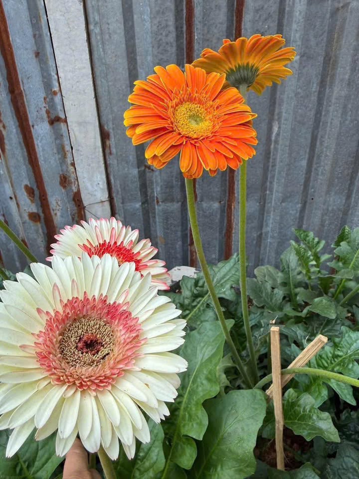 Đất nền Phú An, Thuận An 100m² - Sổ hồng riêng, giá 1.1 tỷ