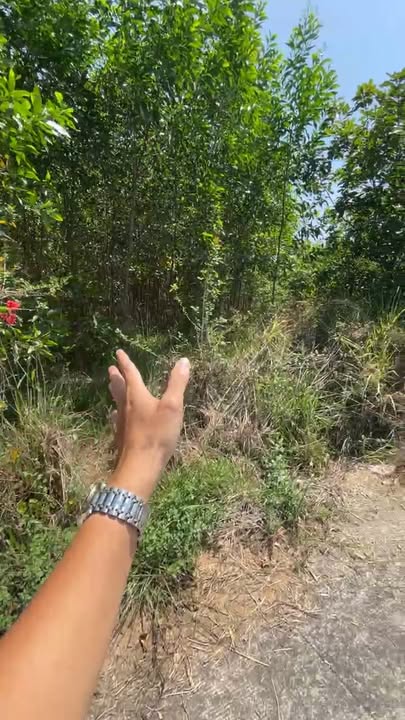 Bán Gấp Đất Vườn 1260m² Sổ Hồng Riêng Giang Điền, Đồng Nai - Giá 3 Tỷ