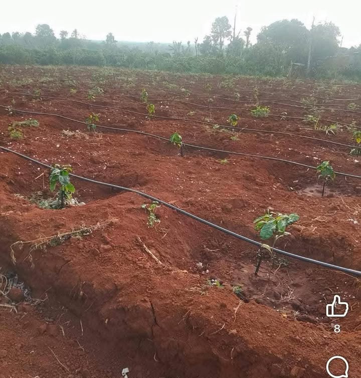 Đất Vườn Buôn Đrang, Đắk Lắk - 2700m² Giá Tốt F0