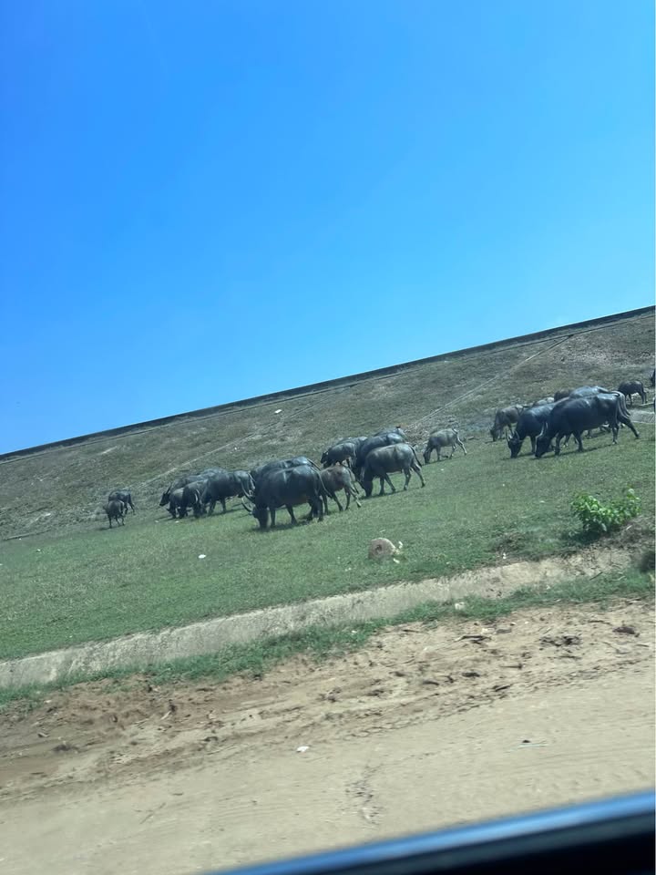 Đất SKC An Lập Dầu Tiếng 7.000m² sổ đỏ chính chủ, tiềm năng tăng giá