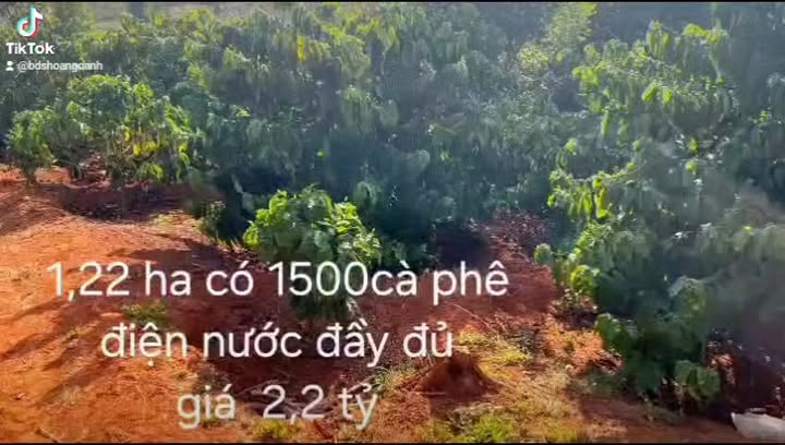 Rẫy cà phê Ia Băng Gia Lai 1,5ha 2,2 tỷ - Sổ đỏ chính chủ