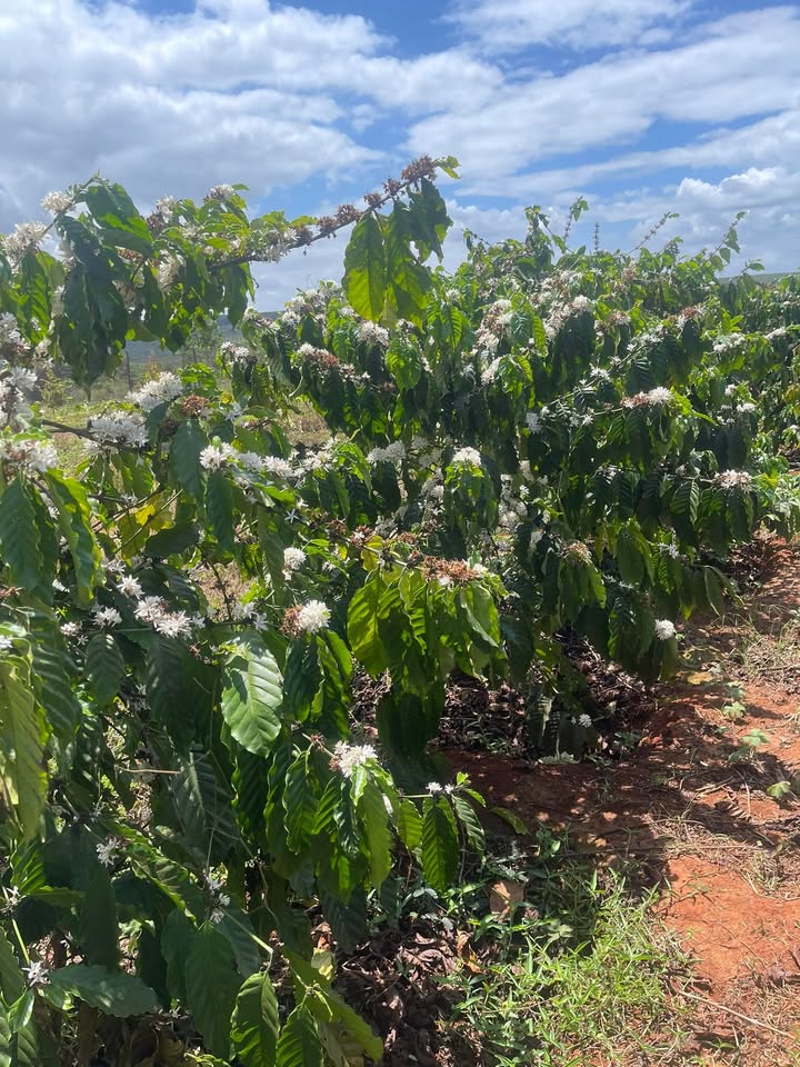 Đất vườn Ia Bă Ia Grai 14.000m² - Sinh thái xanh