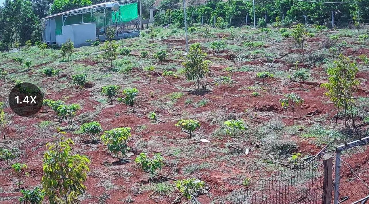 Farm Sầu Riêng 2ha Thọ Sơn, Bình Phước - Giá 4.3 Tỷ