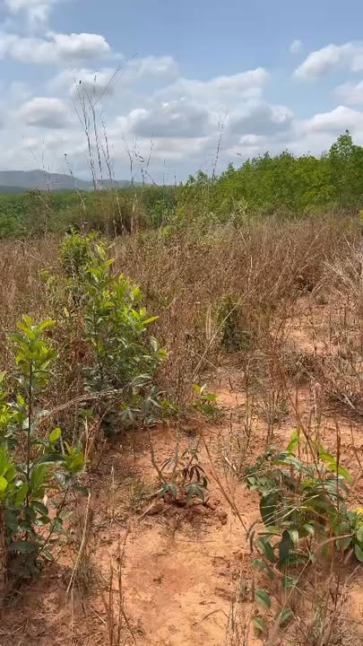 Bán đất 1440m² tại Chư Păh, Gia Lai - Sổ đỏ sẵn sàng