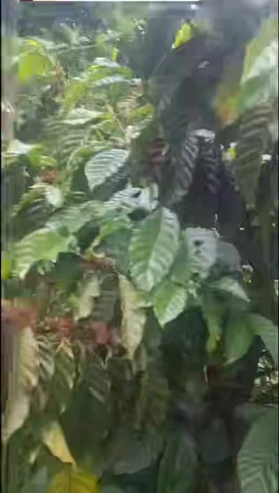 Bán Gấp Farm 2.3ha Đất Đỏ Gia Lai - Sổ Hồng Riêng