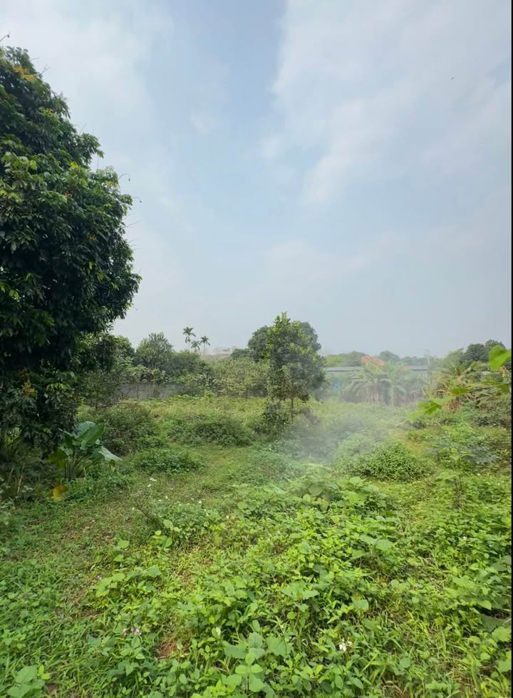 Bán Gấp Đất Vườn 1900m² Xã Liên Sơn, Hoà Bình - Giá Tốt