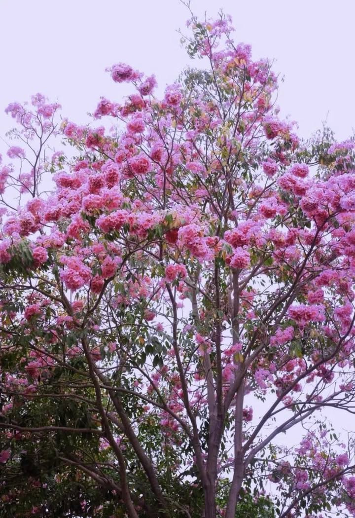 Cho thuê Khách sạn 30 phòng Full nội thất - Ngay Bãi Sau Vũng Tàu - Giá 160 Triệu/Tháng