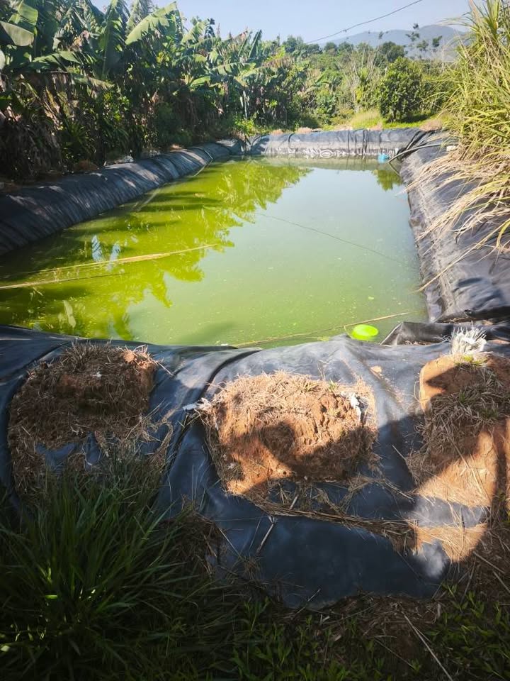 Đất Sổ Đỏ 1.800m² Lộc Nam, Bảo Lâm - Giá Tốt 2.8 Tỷ