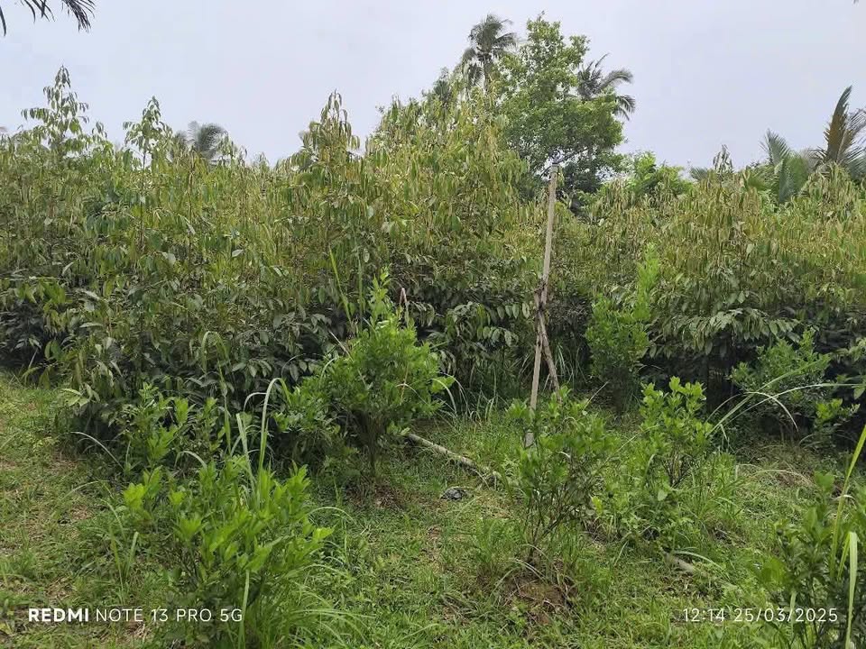 Bán Đất Nền Hưng Khánh Trung Bến Tre - 1100m² Giá 650 Triệu - Sổ Đỏ Sẵn Sàng