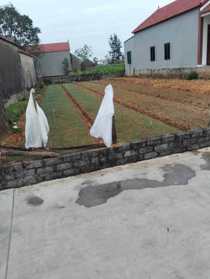 Đất Thổ Cư 202m² Quỳnh Lưu, Nghệ An - Sổ Đỏ Sẵn Sàng