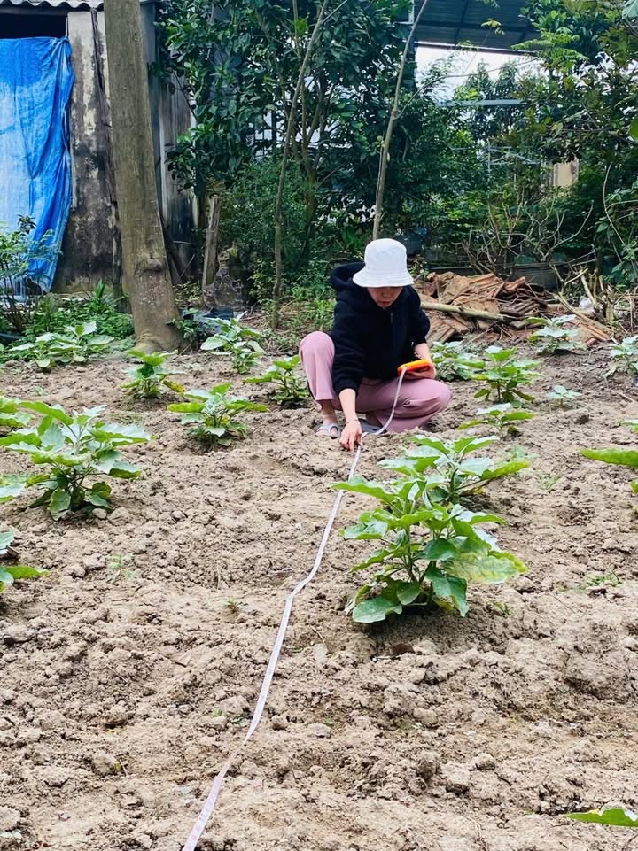 Đất Nền Tây Phú, Tây Sơn 226m² - Sổ Hồng Sẵn, Chính Chủ!